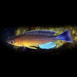 Cyprichromis lept. kigoma 4 - 5 cm