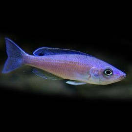 Cyprichromis leptosoma kalambo 4,5-6cm