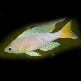 cyprichromis leptosoma mbity 5-6cm