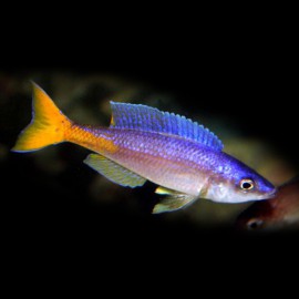 Cyprichromis leptosoma utinta 4 - 5 cm