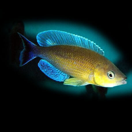 Cyprichromis lept. jumbo turquise flame 5 - 6 cm