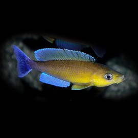 Cyprichromis leptosoma Livua blue orchid 5 - 6 cm