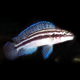 Julidochromis dickfeldi XL