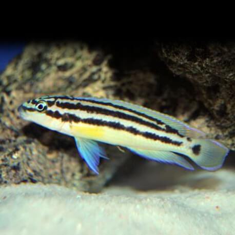 Julidochromis ornatus blue fin 3,5 - 4 cm