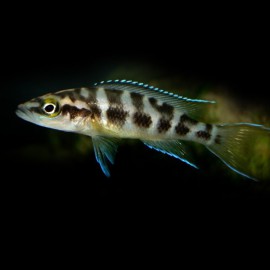 Lamprologus buescheri "katoto" 3,5 - 4,5 cm