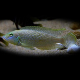 Lamprologus callipterus 4-5cm