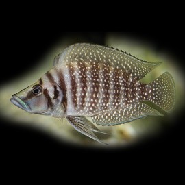 Lamprologus calvus 3,5 - 4,5 cm