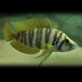 Lamprologus calvus gold 3,5 - 4,5 cm