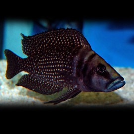 Lamprologus calvus zaire black fin 4 - 5 cm