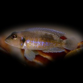 Lamprologus christye 4-5cm