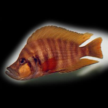 Lamprologus compressiceps - red 3,5 - 4,5 cm