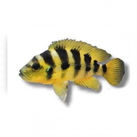 Lamprologus elongatus +7cm