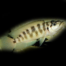 Lamprologus fasciatus > 5,5 cm