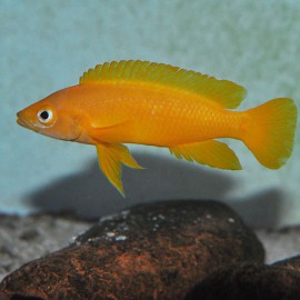 Lamprologus leleupi leleupi oran  7,5 cm