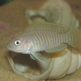 Lamprologus multifasciatus 3 - 4 cm