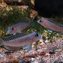 Lamprologus ornatipinis 3,5 - 4 cm