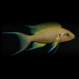 Lamprologus pulcher +5,5cm