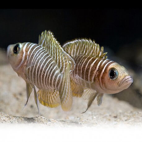 Lamprologus similis 3,5 - 4 cm