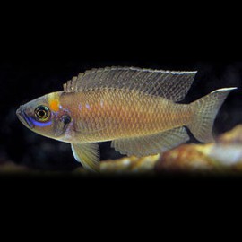 Lamprologus sp. magarae 4,5-5cm