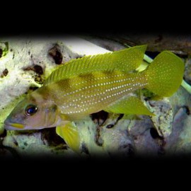 Lamprologus tetracanthus gold 5,5-7cm