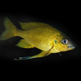 Ophthalmotilapia nasuta Kipili Gold 5,5-7cm