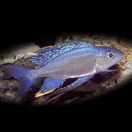 Ophthalmotilapia ventralis kabango 8-10cm