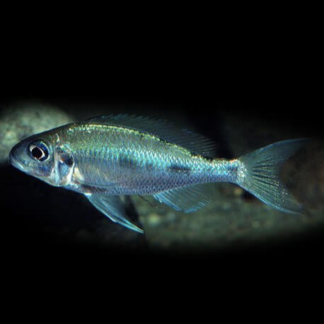 Ophthalmotilapia ventralis zongwe 4-5cm