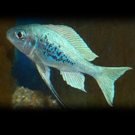 Opthalmotilapia ventralis green 5-6cm