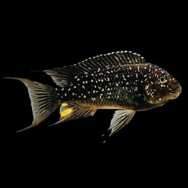 Petrochromis trewavasae 5-6cm