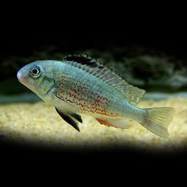 Simochromis babaulti yellow tiger 5-6,5cm