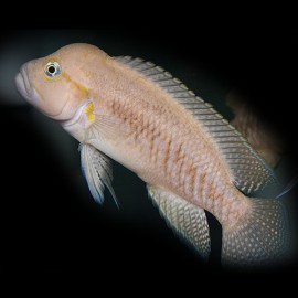 Telmatochromis burgeoni 5 - 7 cm