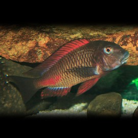 Tropheus moorii moliro 4,5 - 5,5 cm