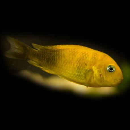 Tropheus brichardi namansi gold 5 - 7 cm