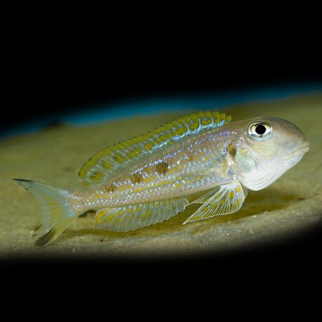 Xenotilapia ochrogenys "ndole" 4 - 5 cm