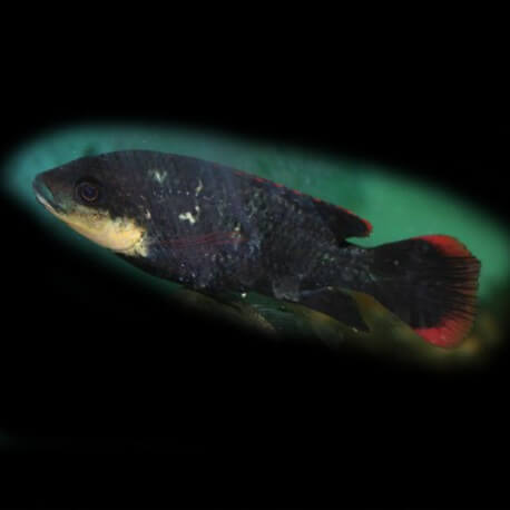 Oreochromis karamo 4-5cm