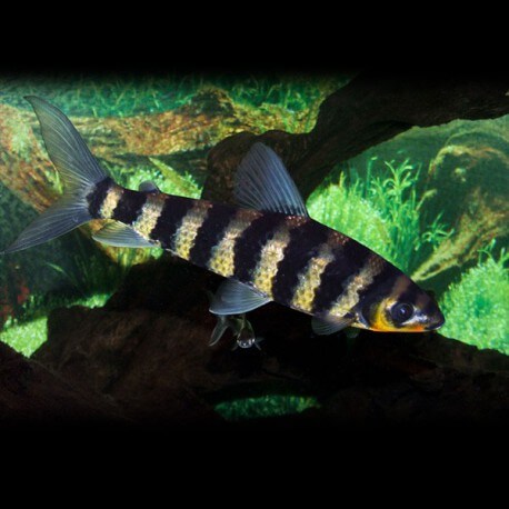 Leporinus affinis 8 - 10 cm