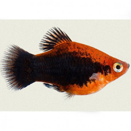 Xiphophorus maculatus Gold Red Tuxedo 3 - 4 cm