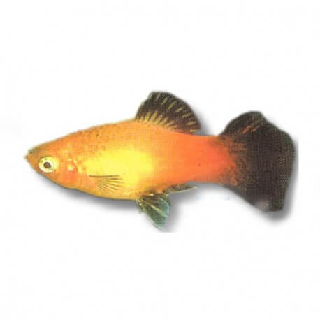 Xiphophorus maculatus gold wg spitz 3 - 4 cm