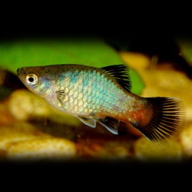 Xiphophorus maculatus WG rainbow 3 - 4 cm