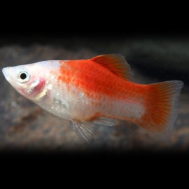 Xiphophorus maculatus red & white 3 - 4 cm