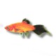 Xiphophorus maculatus red spitz wg 3 - 4 cm