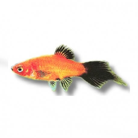 Xiphophorus maculatus red spitz wg 3 - 4 cm