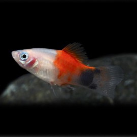 Xiphophorus maculatus red top mickey 3 - 4 cm