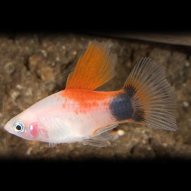 Xiphophorus maculatus red top white moon 3 cm