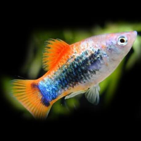 Xiphophorus maculatus « Platy » red tuxedo XL