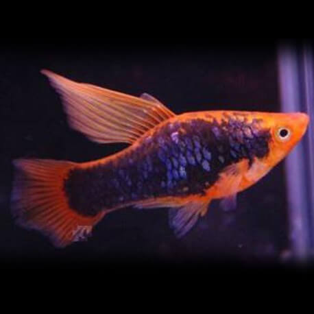 Xiphophorus maculatus red tuxedo hi-fin 3 cm