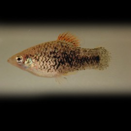 Xiphophorus maculatus salt&pepper 3 - 3,5 cm