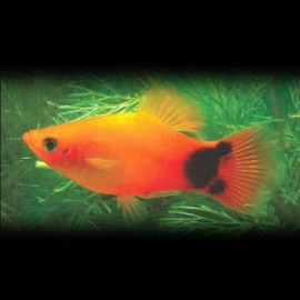 Xiphophorus maculatus sunset mickey mouse 3 - 4 cm