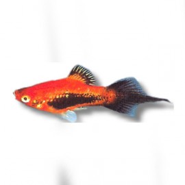 Xiphophorus maculatus « Platy » tuxedo spitz 3-4cm