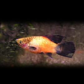 Xiphophorus maculatus wg simpson 3 - 4 cm